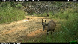 Image of Bushbuck