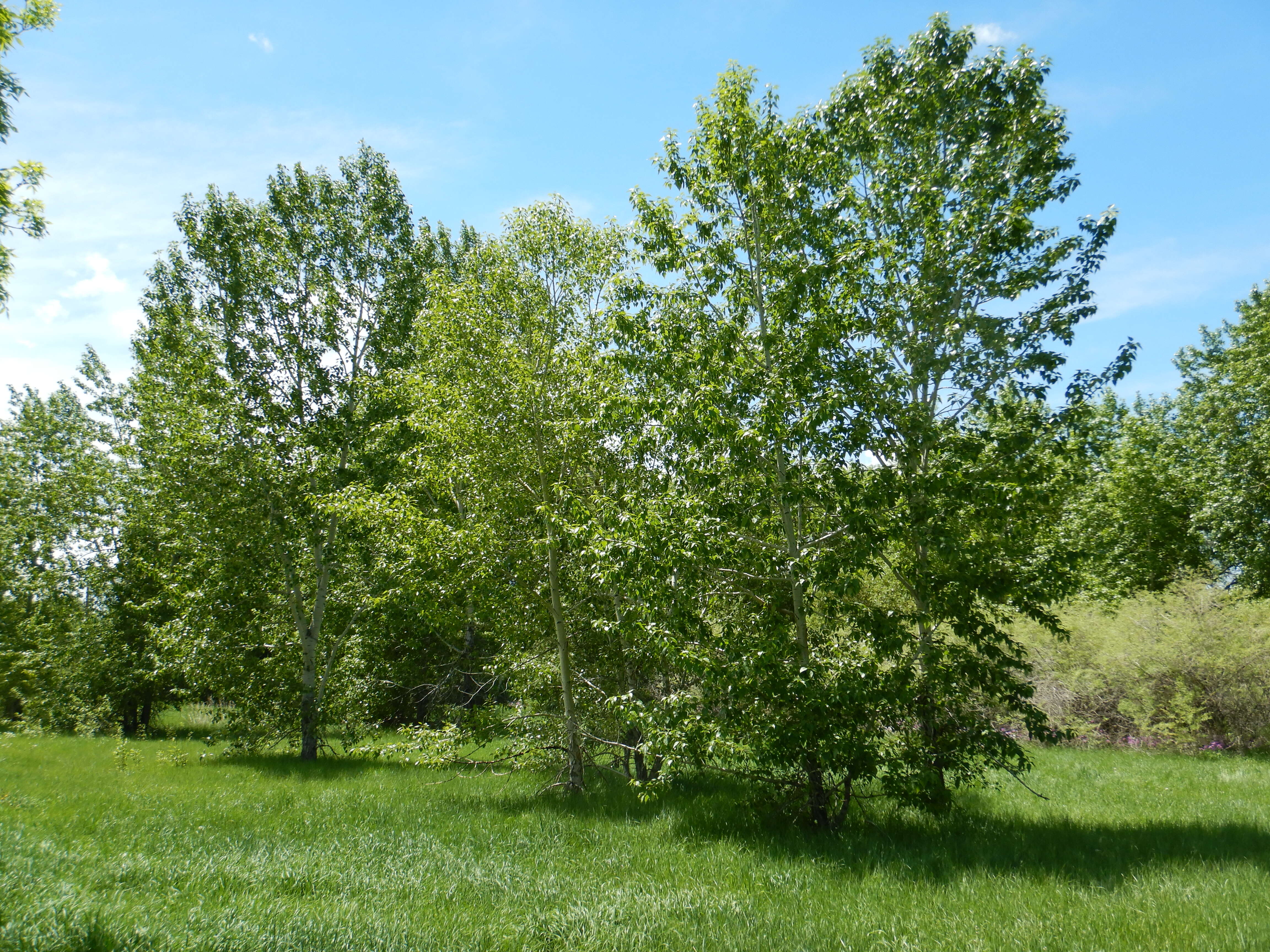 Слика од Populus balsamifera L.