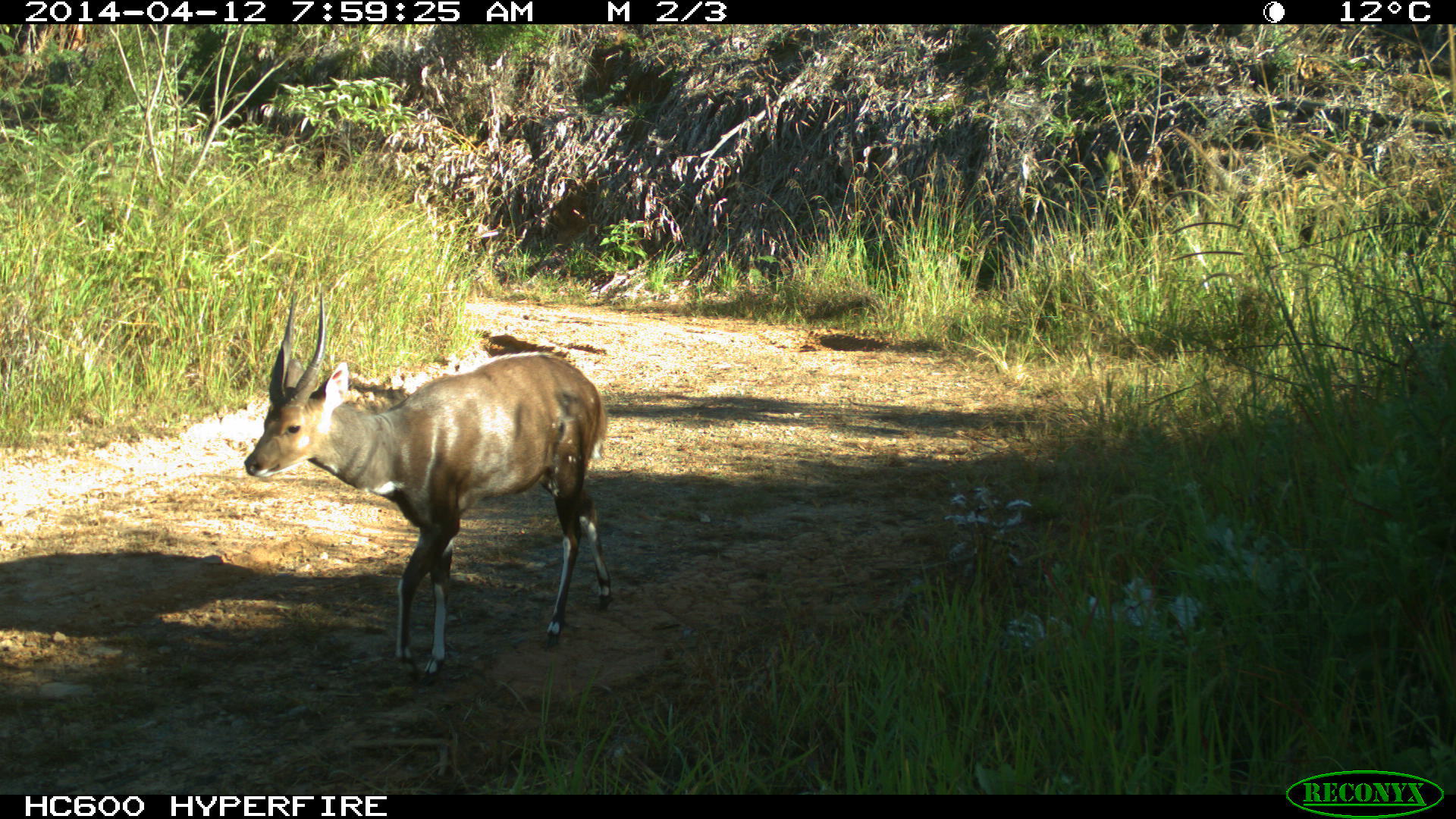 Image of Bushbuck