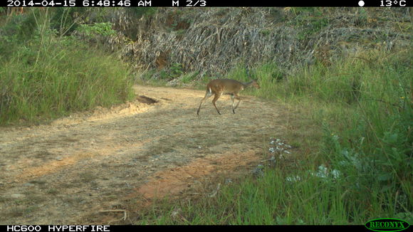 Image of Bushbuck