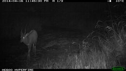 Image of Bushbuck