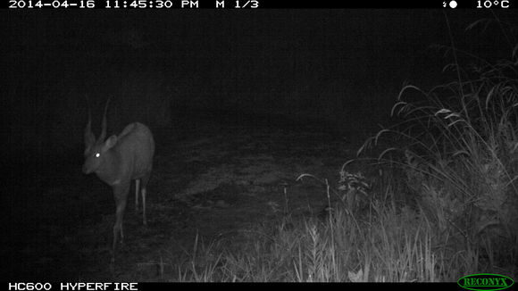 Image of Bushbuck