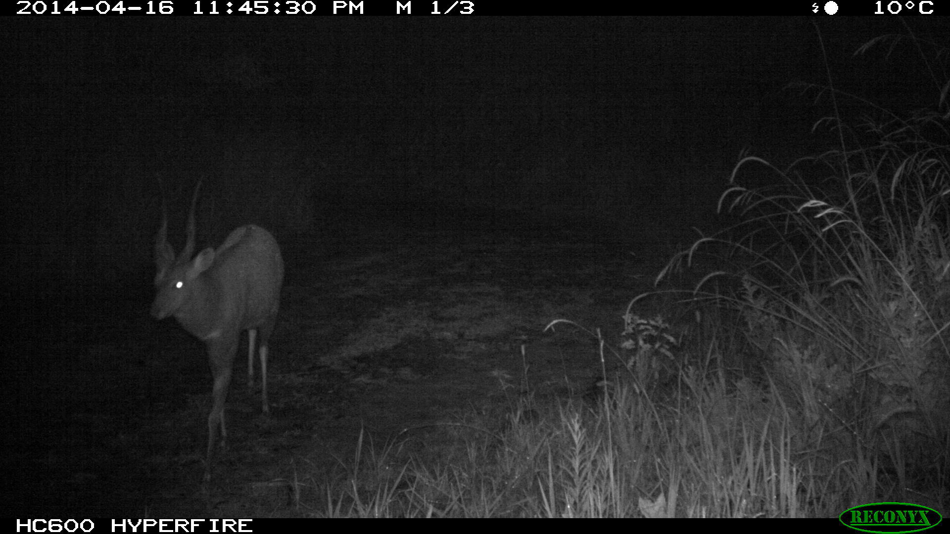 Image of Bushbuck