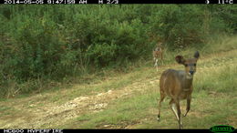 Image of Bushbuck