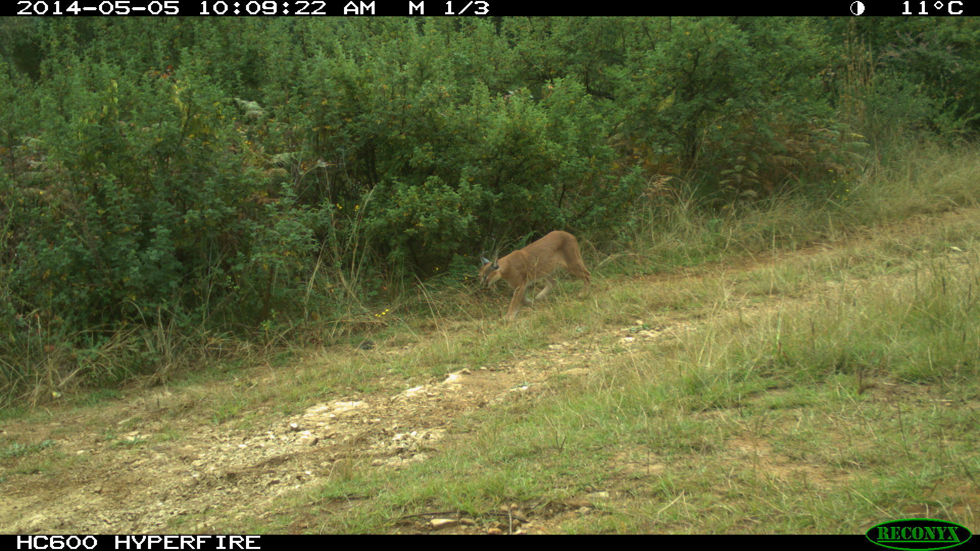 Image of Caracals