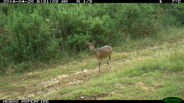 Image of Bushbuck