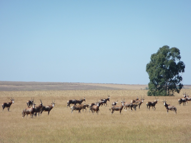 Image of Blesbok