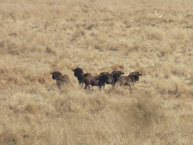 Image of Black Wildebeest