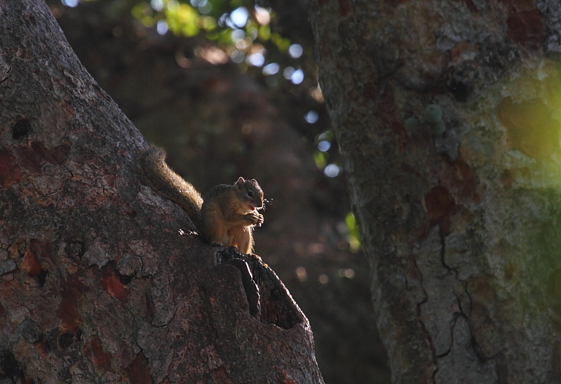 Paraxerus cepapi (A. Smith 1836)的圖片