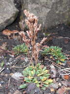 Image of Limonium minutum (L.) Chaz.