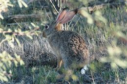 Lepus capensis Linnaeus 1758 resmi