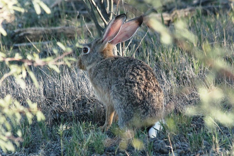 Image of Cape hare
