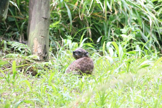 Image of Rock Hyrax