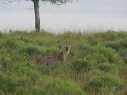 Image of Spotted Hyaenas