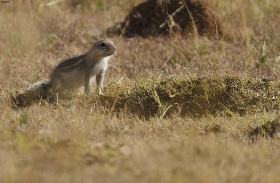 Image of Cape Ground Squirrel