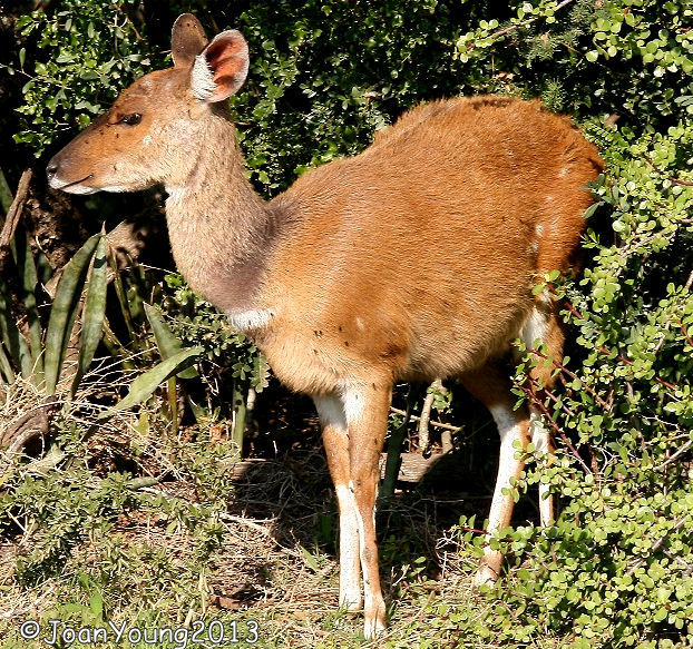 Image of Bushbuck