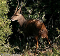 Image of Bushbuck