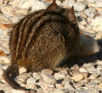 Image of Four-striped Grass Mouse