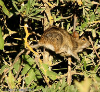 Image of Four-striped Grass Mouse