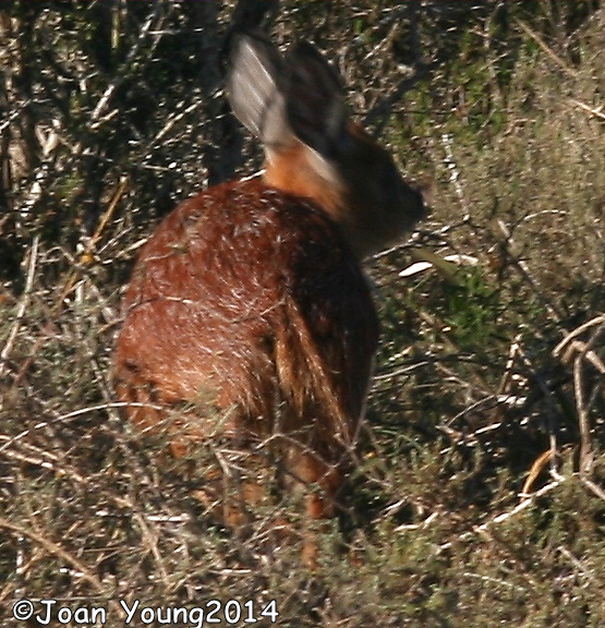 Image of Sharpe's Grysbok