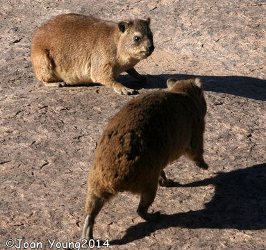 Image of Rock Hyrax