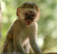 Image of Vervet Monkey