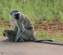 Image of Vervet Monkey