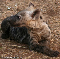 Image of Spotted Hyaenas