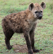 Image of Spotted Hyaenas