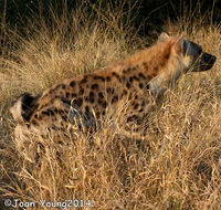 Image of Spotted Hyaenas