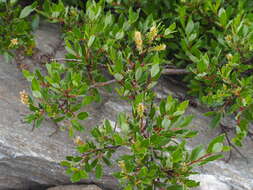Image of Salix foetida Schleicher