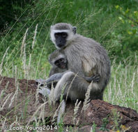 Image of Vervet Monkey