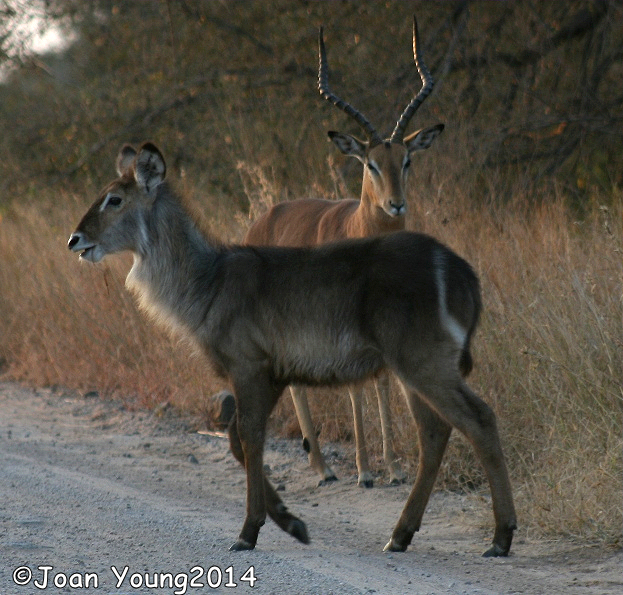 Image of Ellipsen Waterbuck