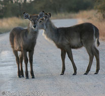 Image of Ellipsen Waterbuck