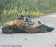 Image of Spotted Hyaenas