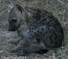 Image of Spotted Hyaenas