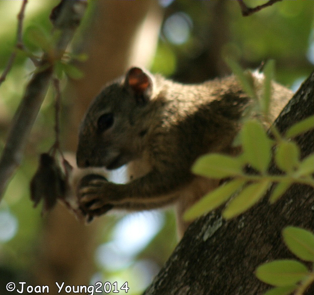 Paraxerus cepapi (A. Smith 1836)的圖片