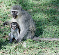 Image of Vervet Monkey