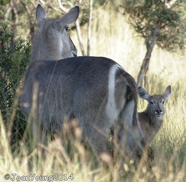 Image of Ellipsen Waterbuck