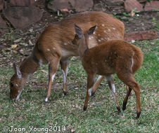 Image of Bushbuck