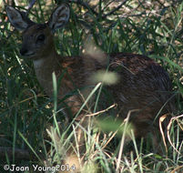 Image of Sharpe's Grysbok