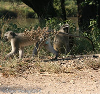 Image of Vervet Monkey