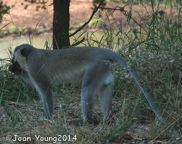 Image of Vervet Monkey