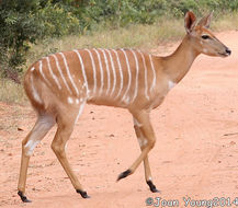 Image of Nyala