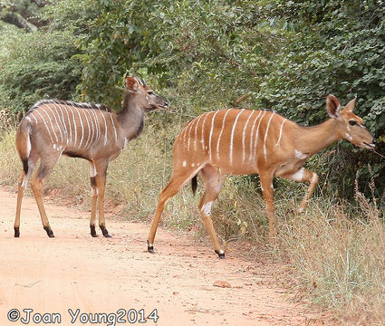 Imagem de Tragelaphus angasii Angas 1849