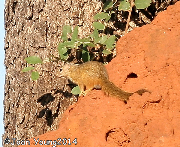 Paraxerus cepapi (A. Smith 1836)的圖片