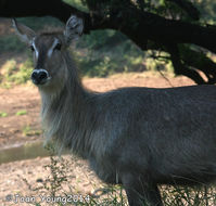 Image of Ellipsen Waterbuck