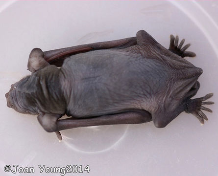 Image of African Yellow Bat