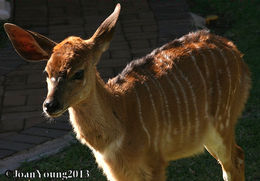 Image of Nyala