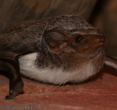 Image of Mauritian Tomb Bat